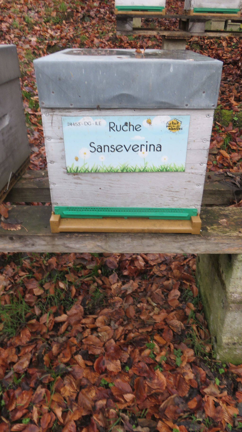 La ruche Sanseverina