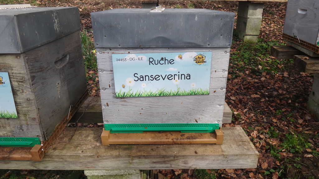 La ruche Sanseverina