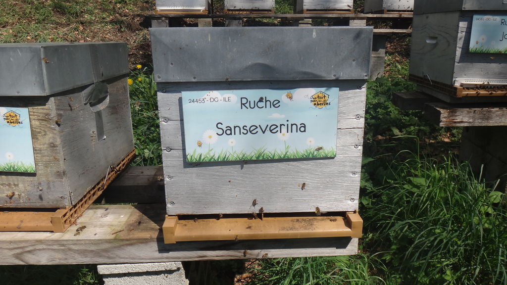 La ruche Sanseverina