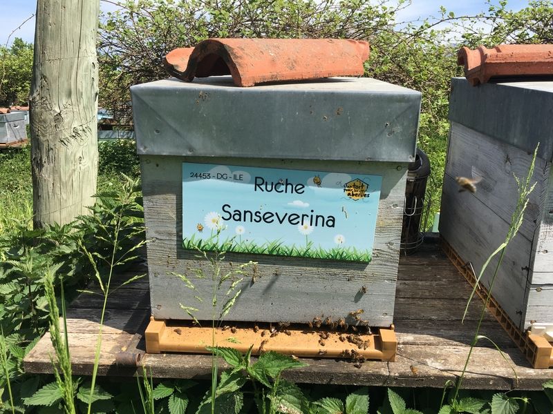 La ruche Sanseverina