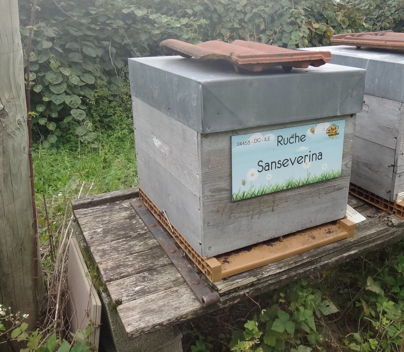 La ruche Sanseverina