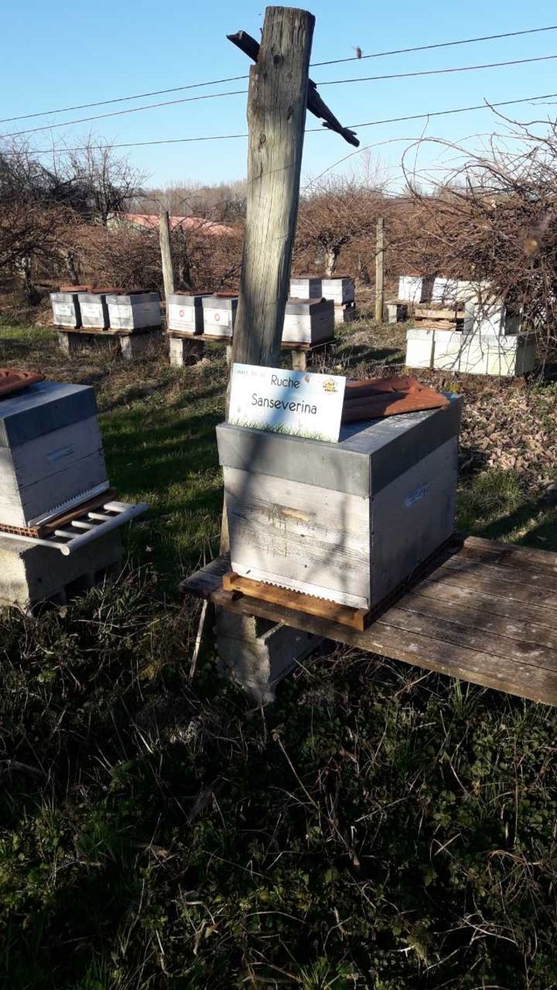La ruche Sanseverina