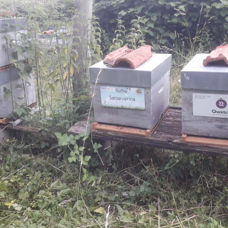La ruche Sanseverina