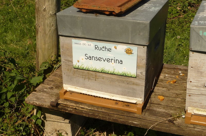 La ruche Sanseverina