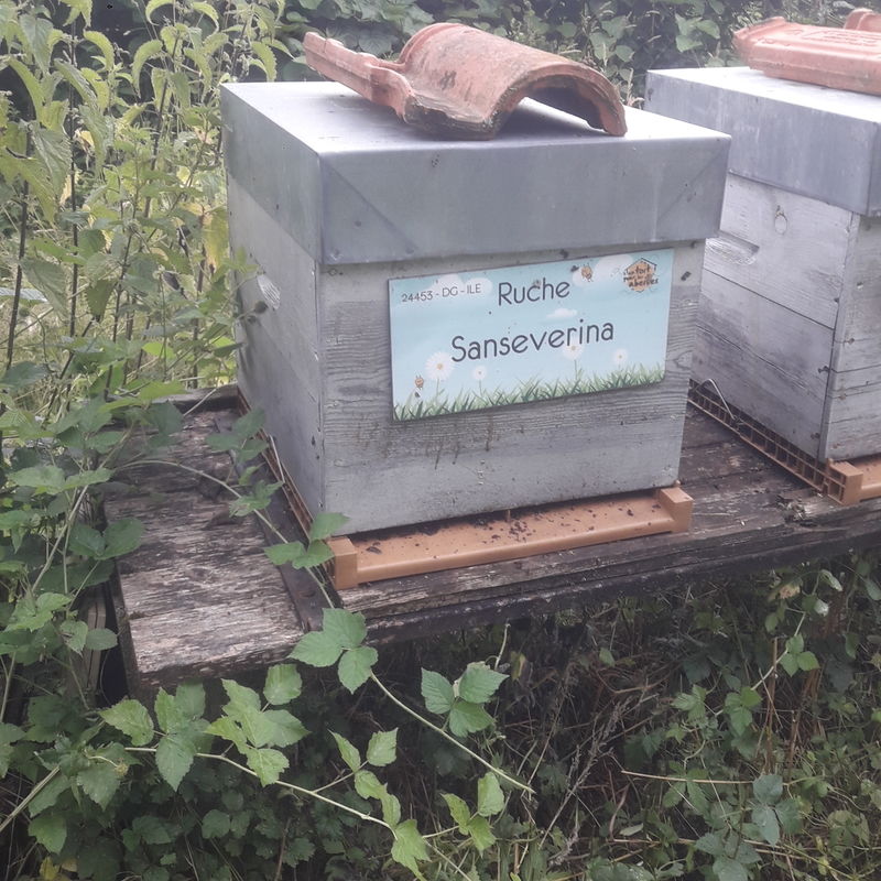 La ruche Sanseverina