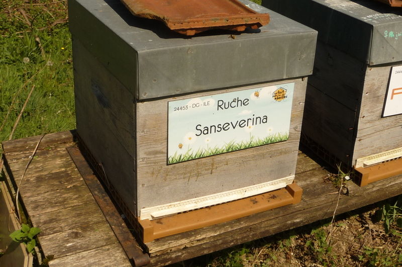 La ruche Sanseverina