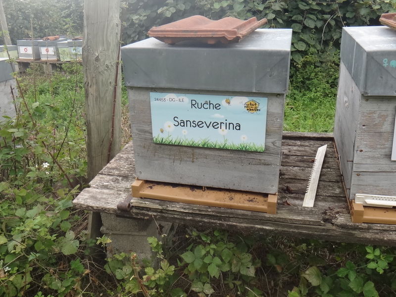 La ruche Sanseverina