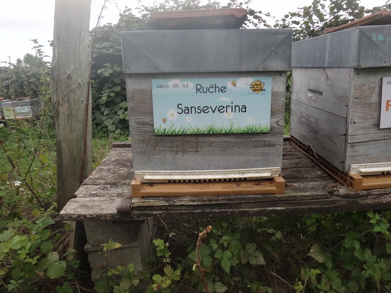 La ruche Sanseverina