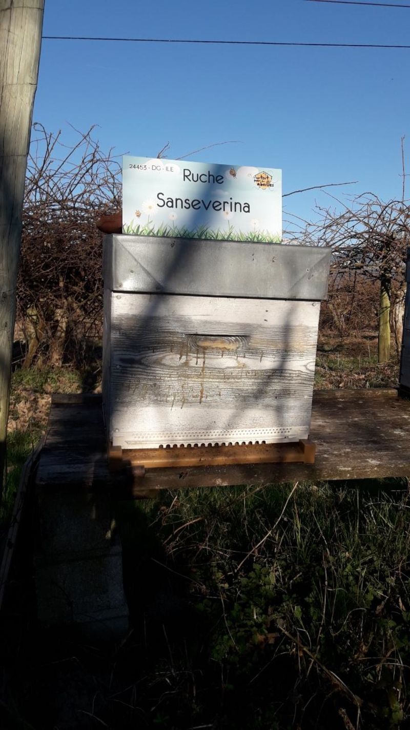 La ruche Sanseverina