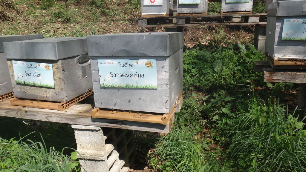 La ruche Sanseverina