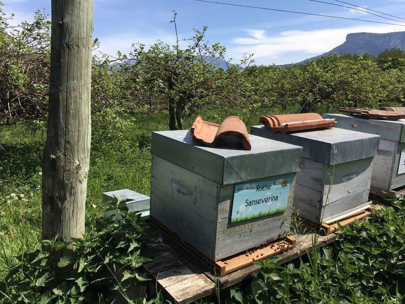 La ruche Sanseverina
