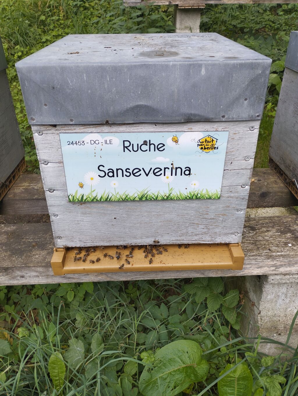 La ruche Sanseverina