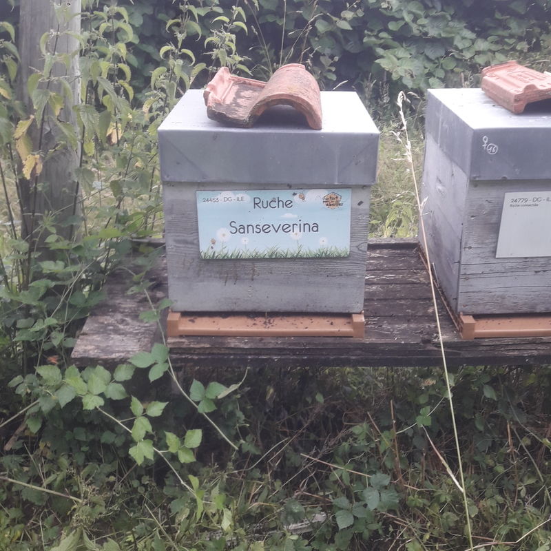 La ruche Sanseverina