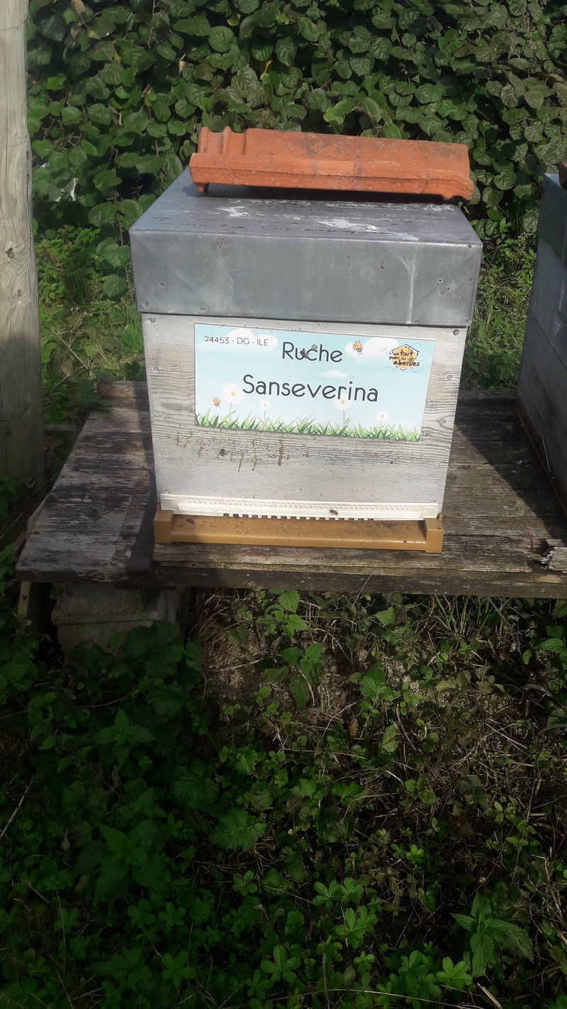 La ruche Sanseverina