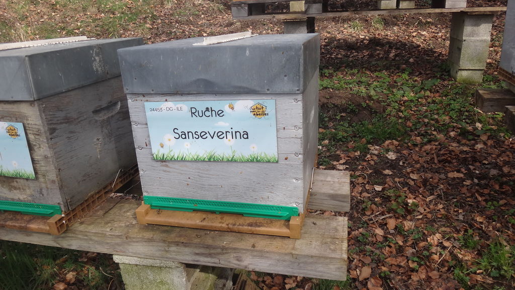 La ruche Sanseverina