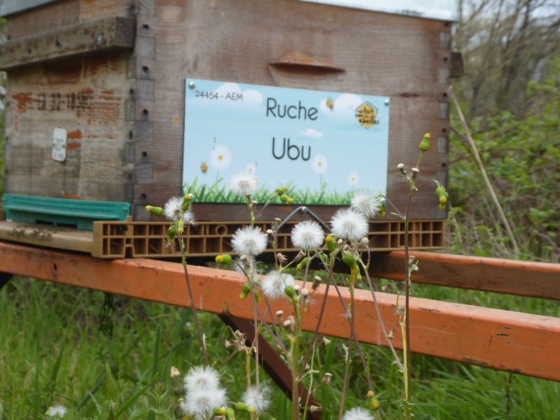 La ruche Ubu