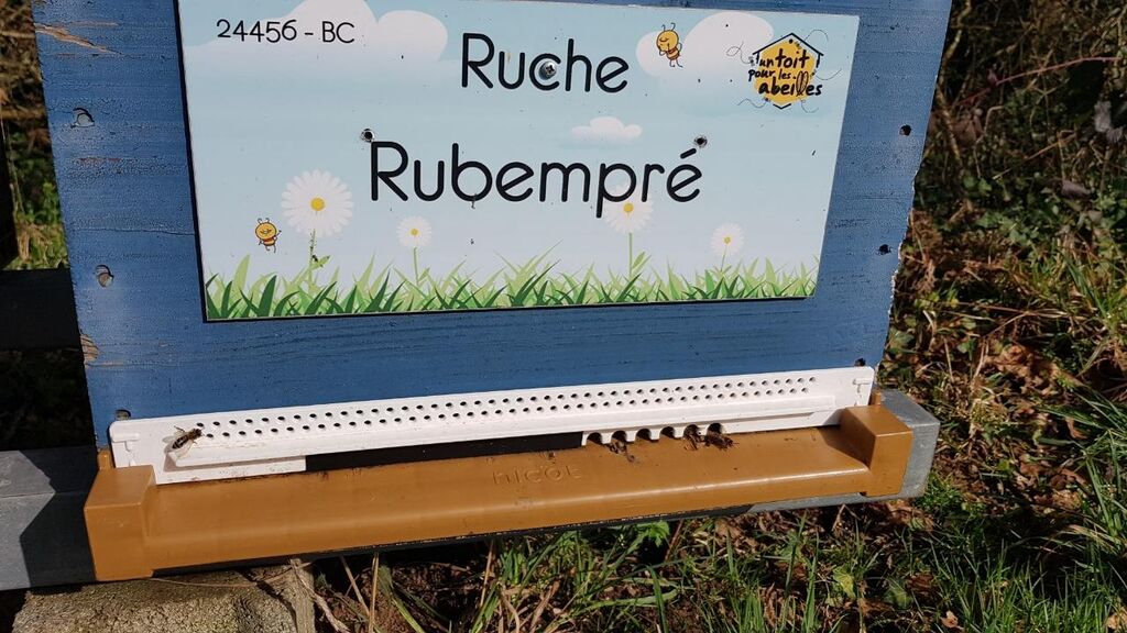 La ruche Rubempré