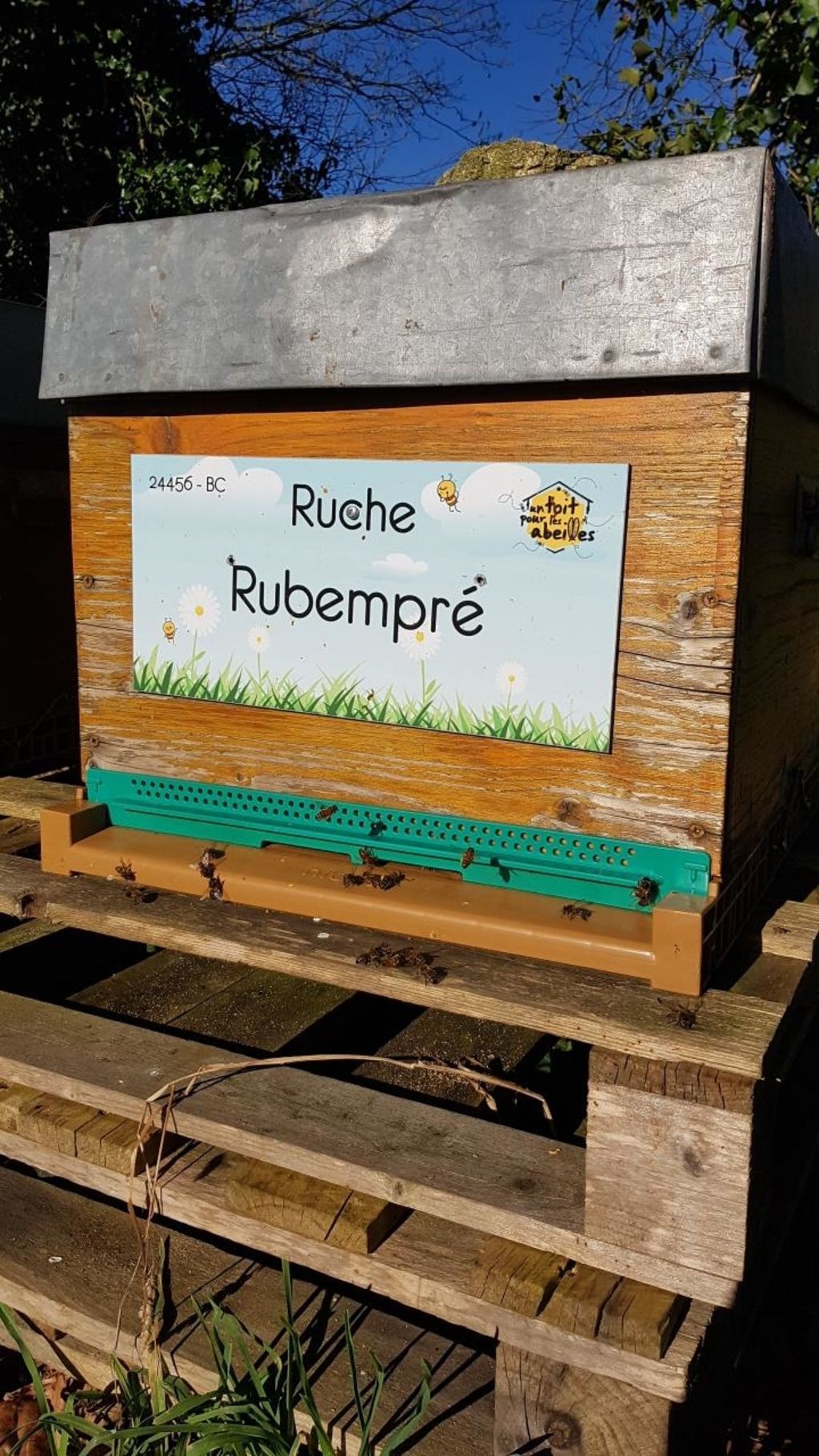 La ruche Rubempré