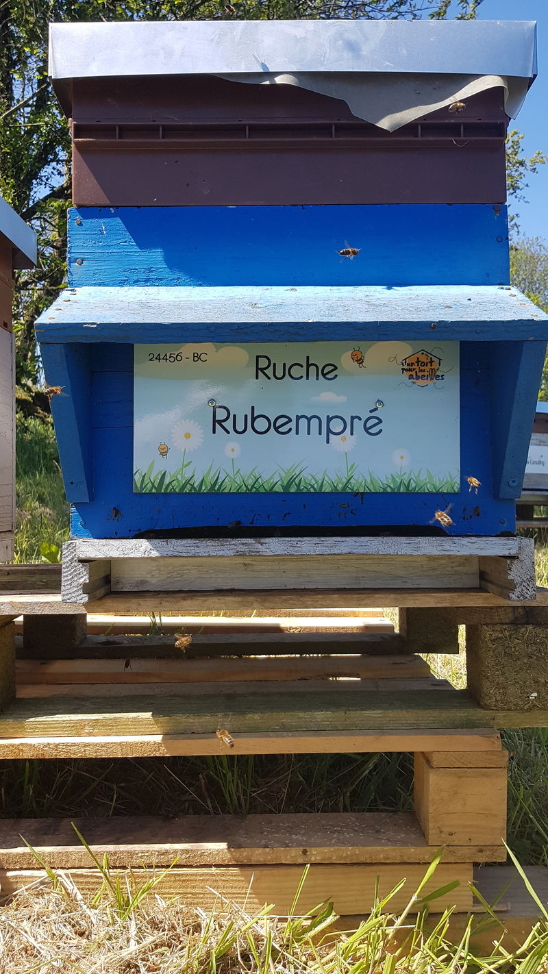 La ruche Rubempré