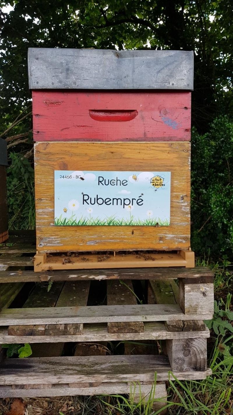 La ruche Rubempré