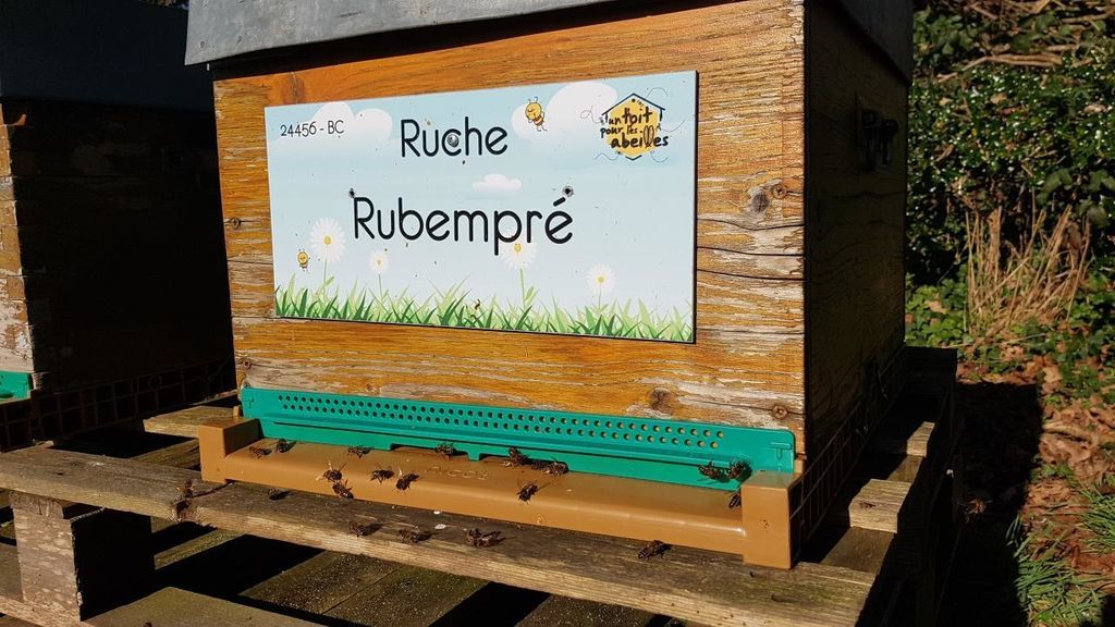 La ruche Rubempré