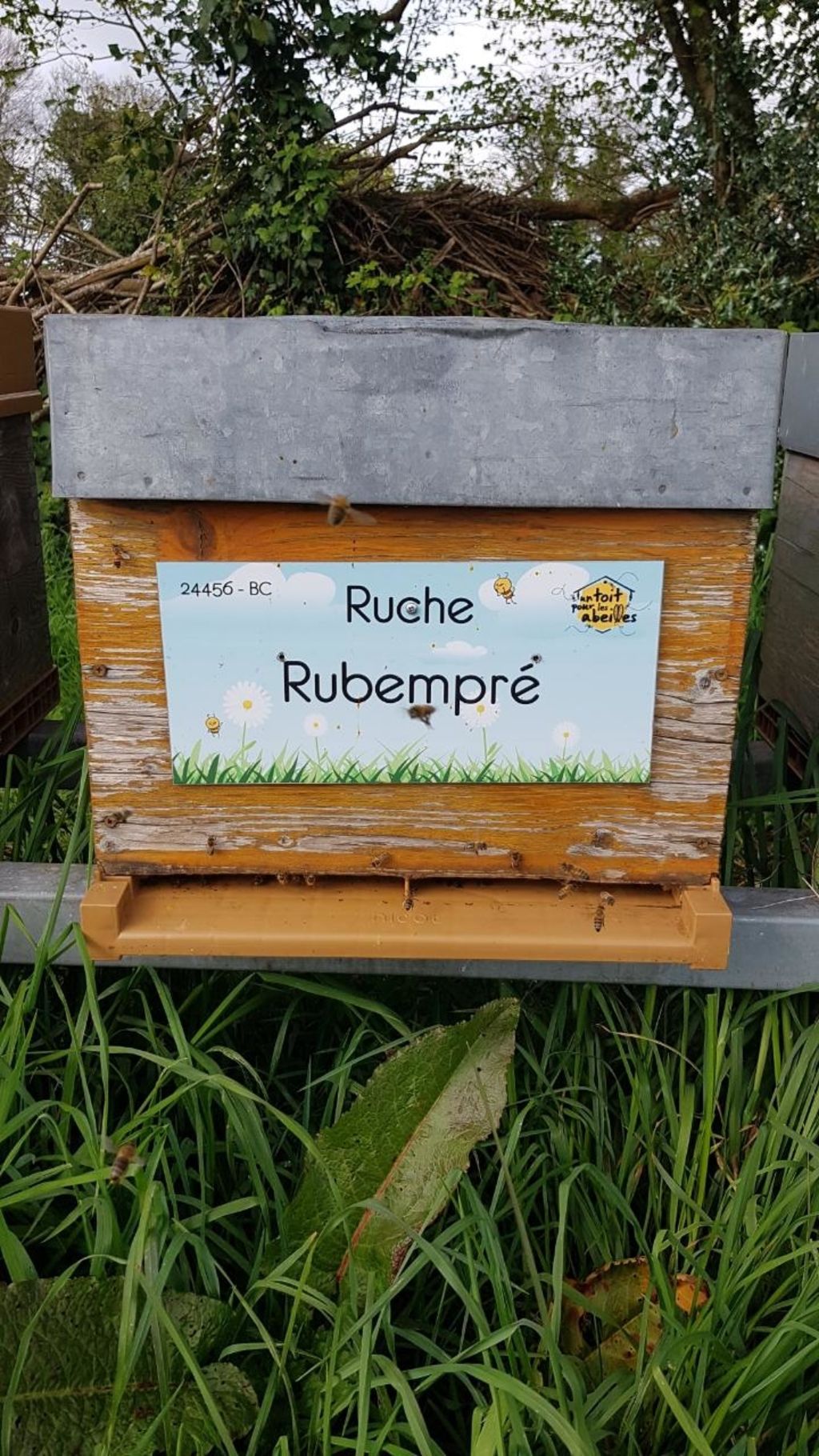 La ruche Rubempré