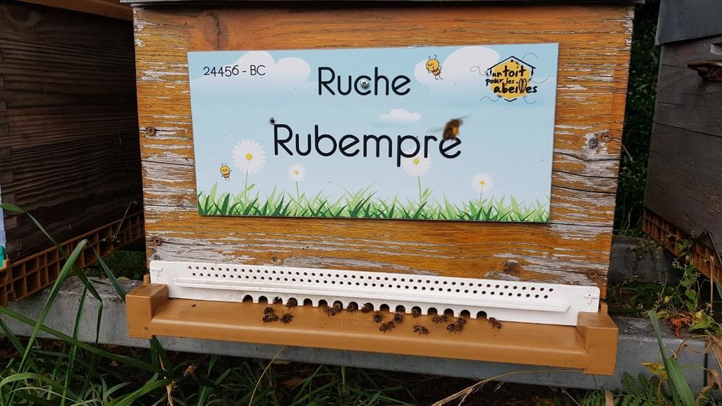 La ruche Rubempré