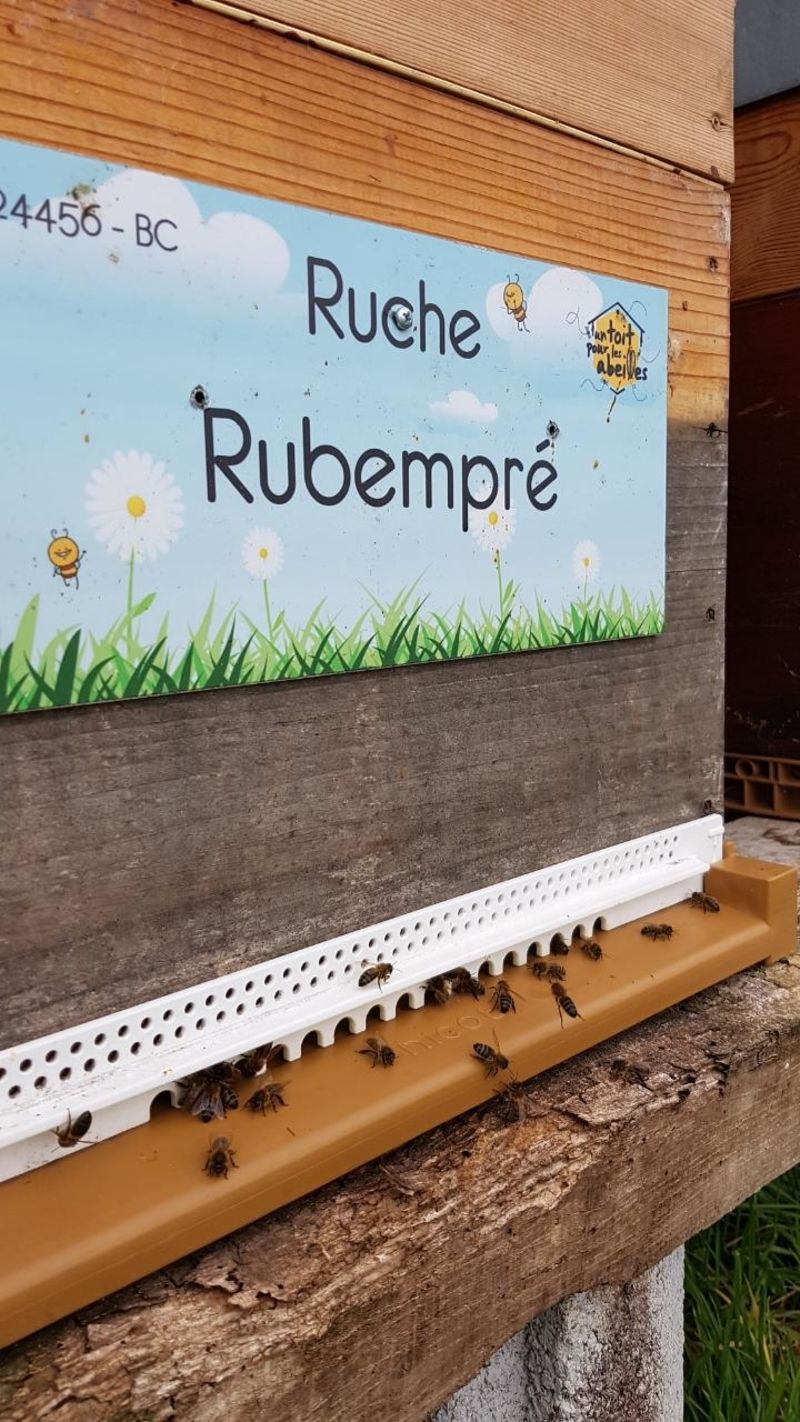 La ruche Rubempré