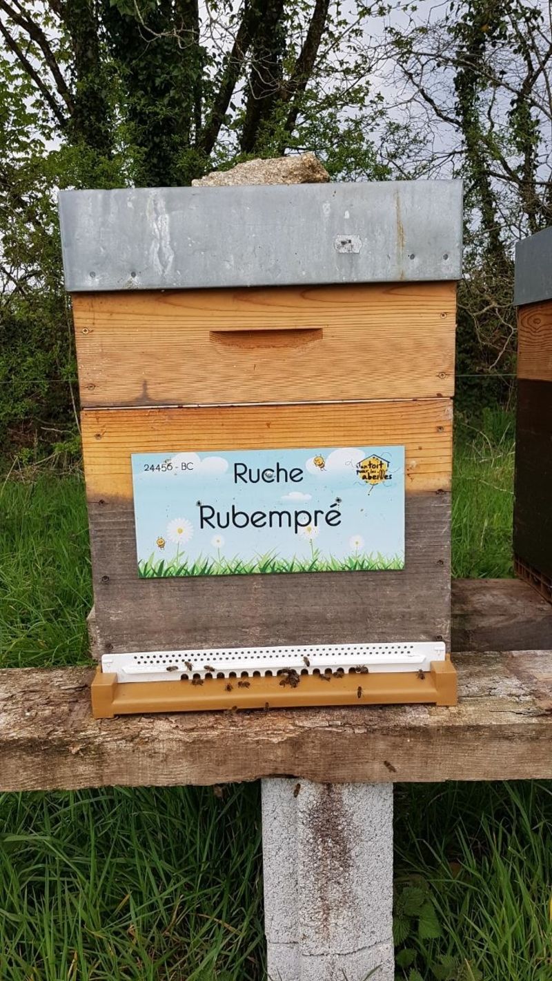 La ruche Rubempré