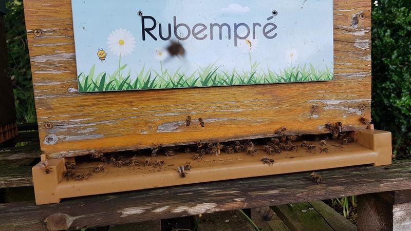 La ruche Rubempré