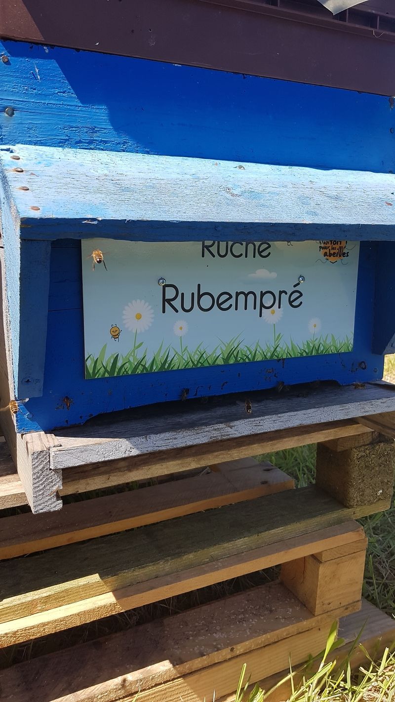 La ruche Rubempré
