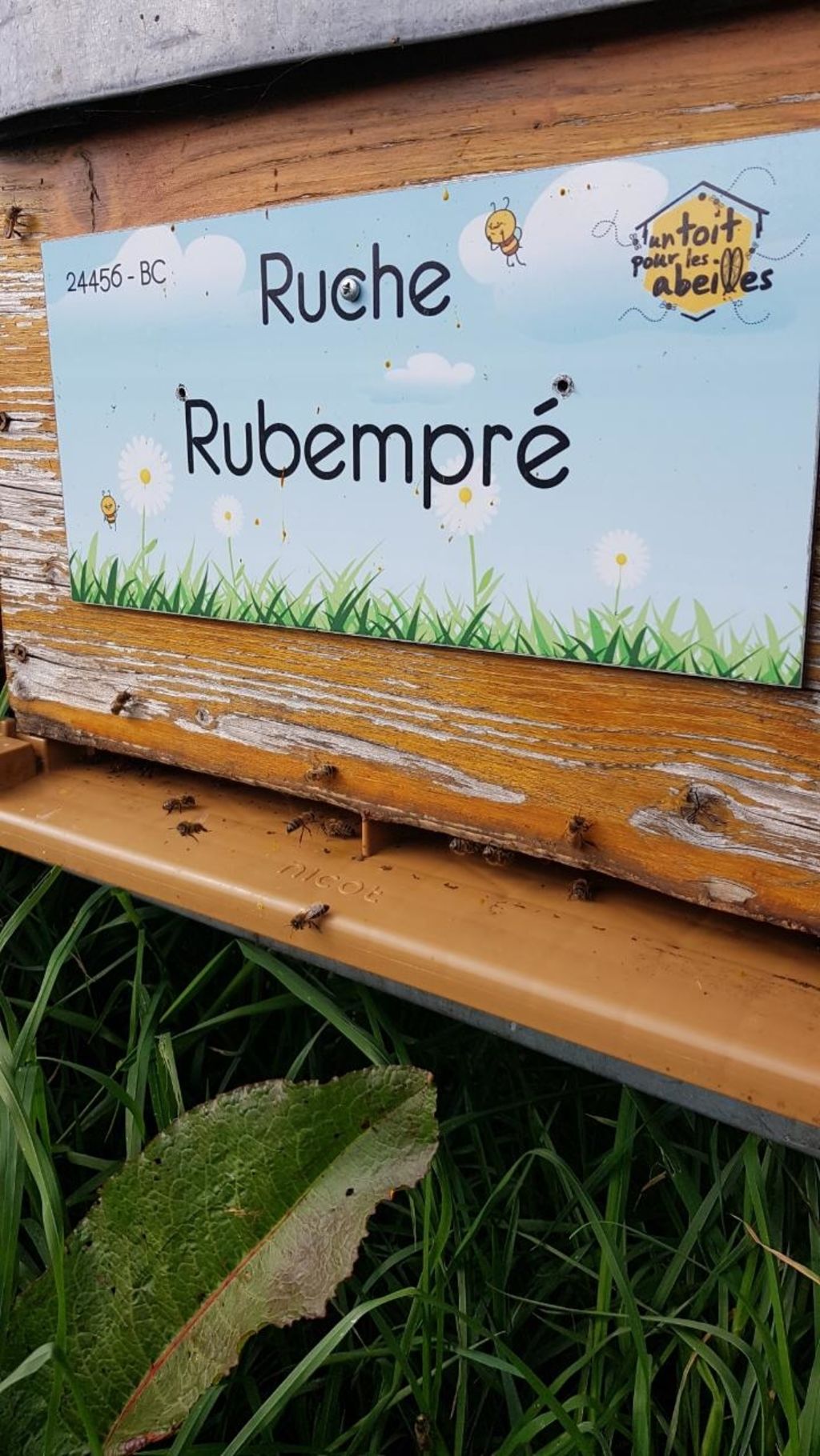 La ruche Rubempré