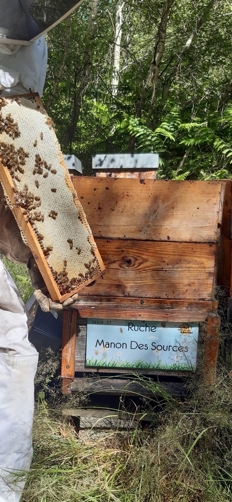 La ruche Manon Des Sources