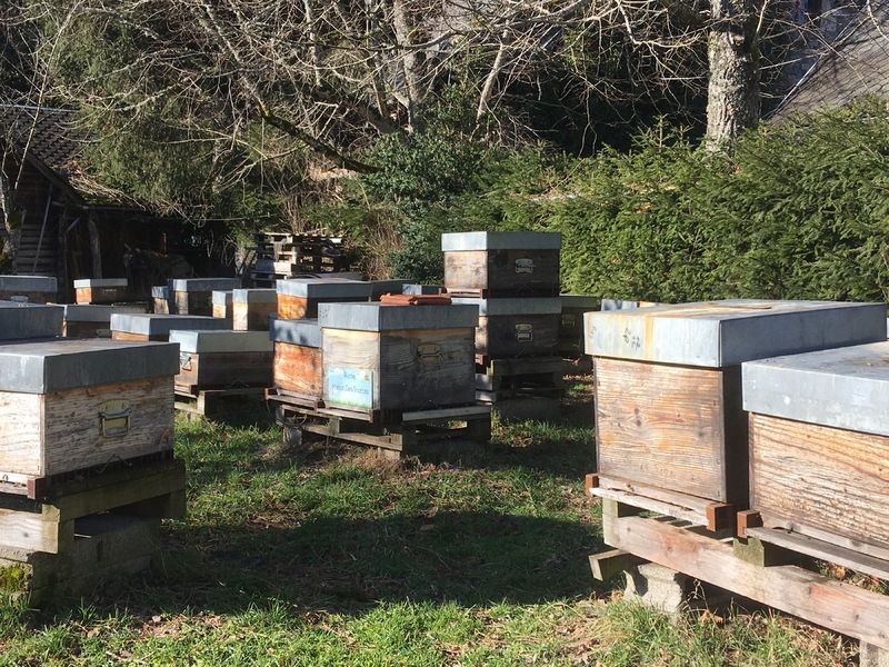 La ruche Manon Des Sources