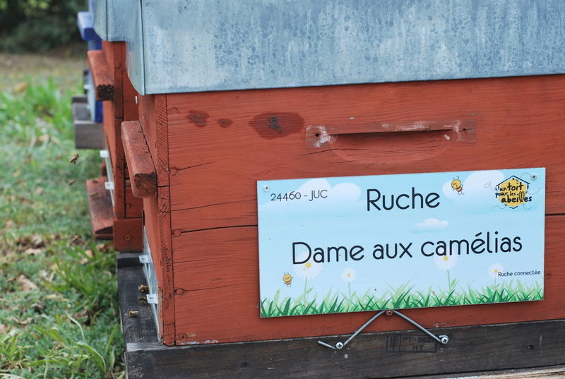 La ruche Dame aux camélias