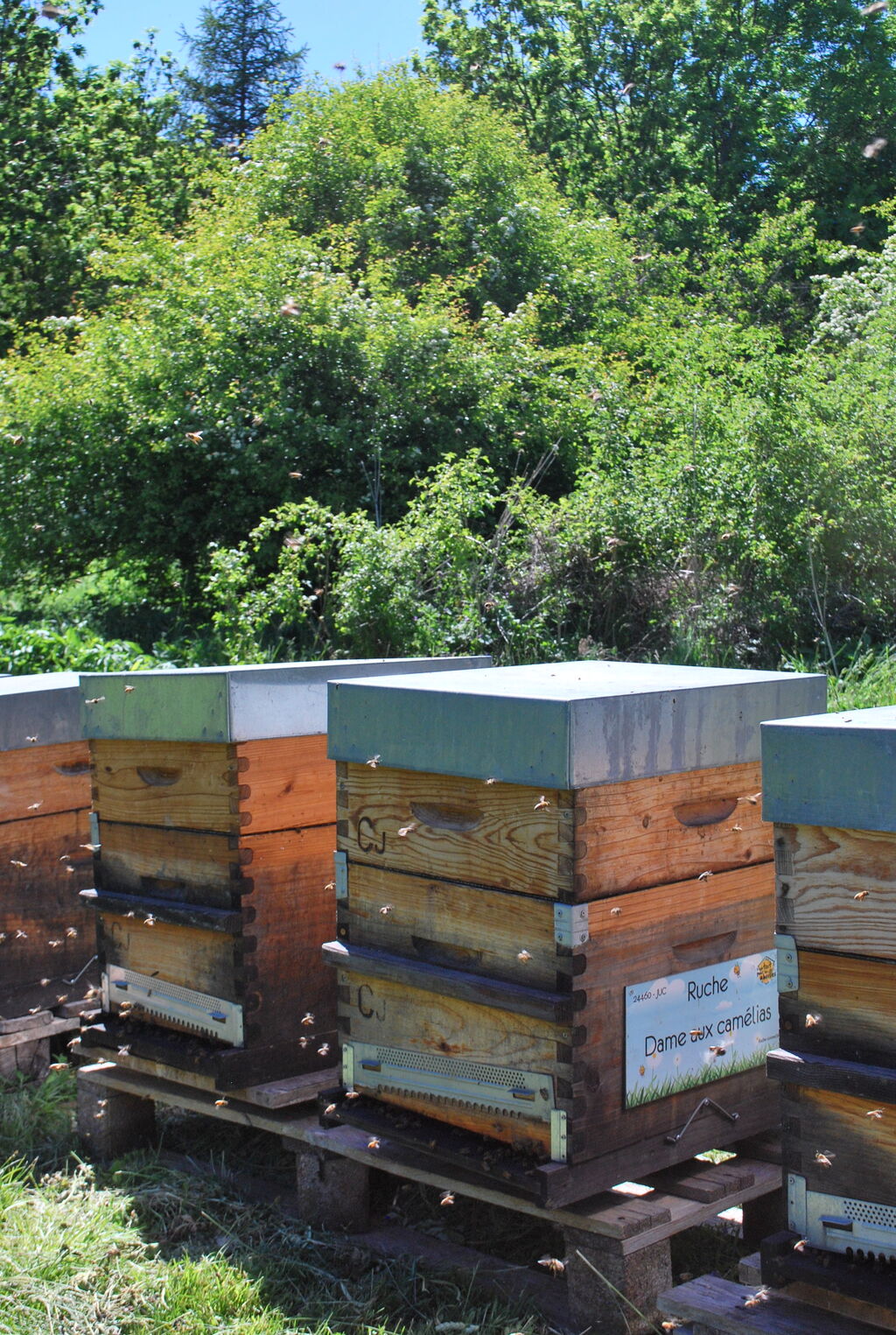 La ruche Dame aux camélias