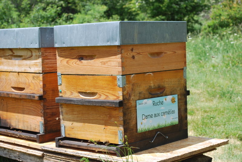 La ruche Dame aux camélias