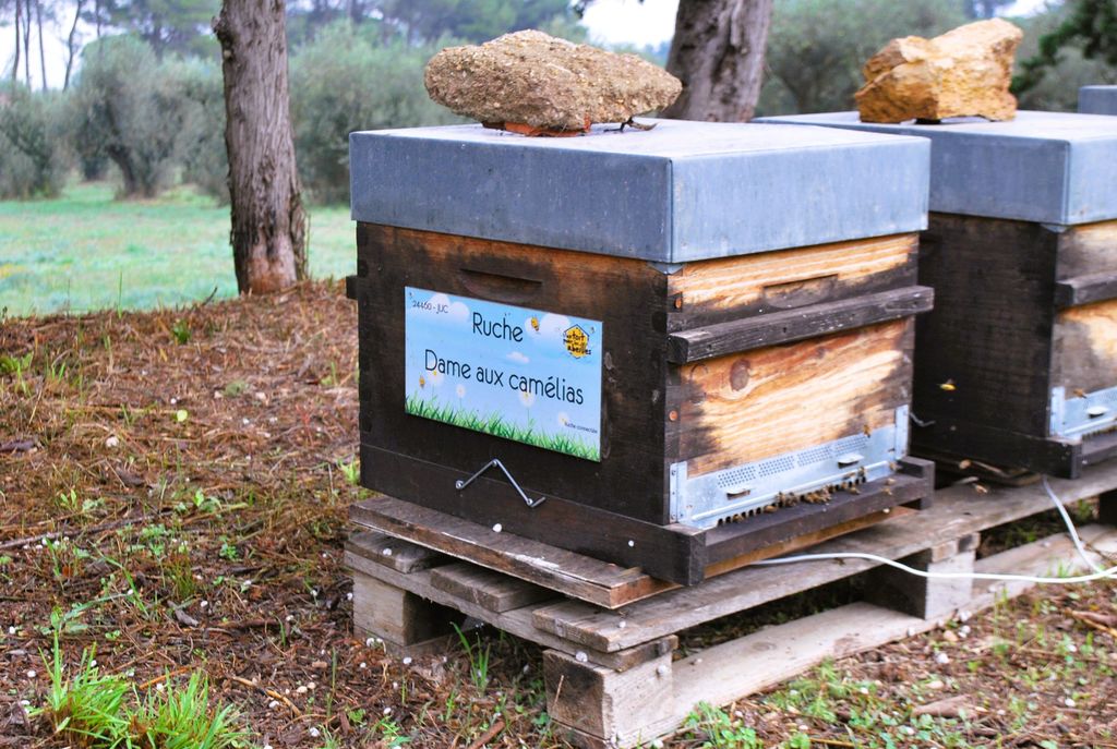 La ruche Dame aux camélias