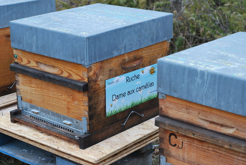 La ruche Dame aux camélias