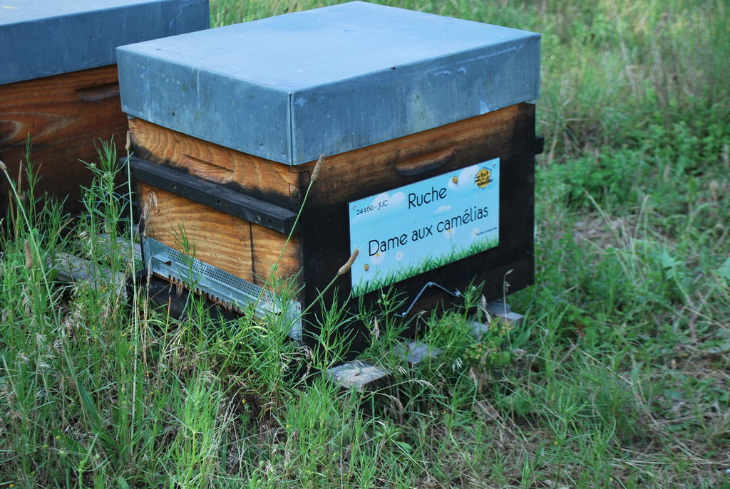 La ruche Dame aux camélias