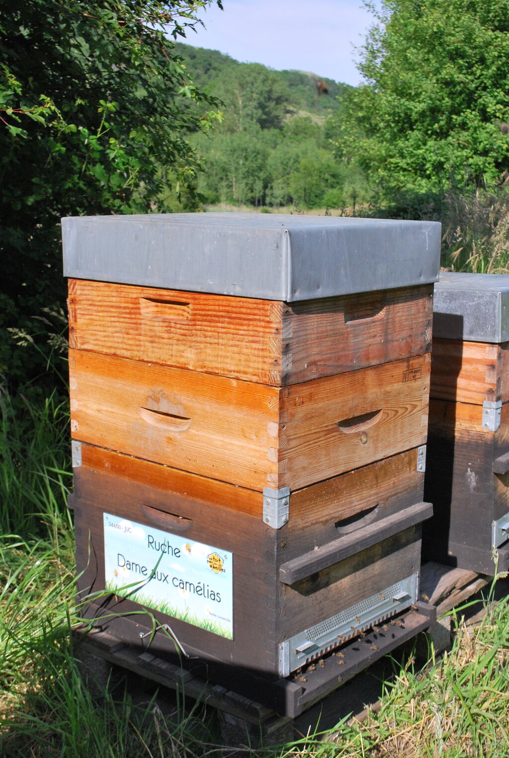 La ruche Dame aux camélias