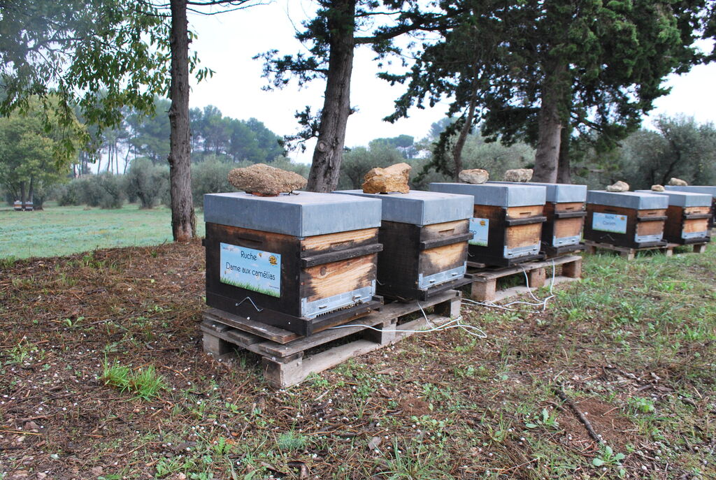 La ruche Dame aux camélias