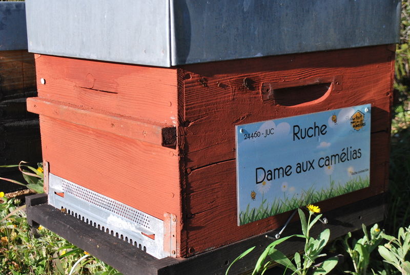 La ruche Dame aux camélias