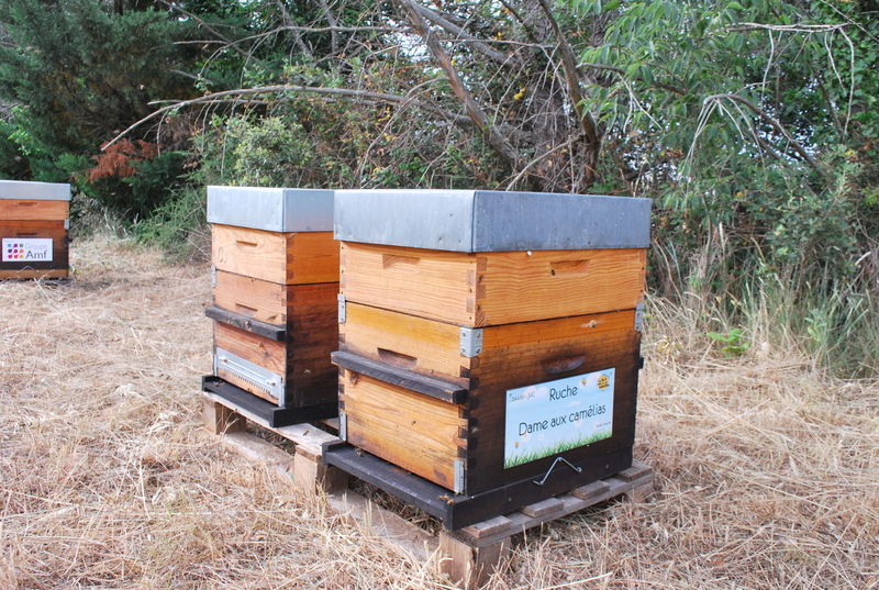 La ruche Dame aux camélias