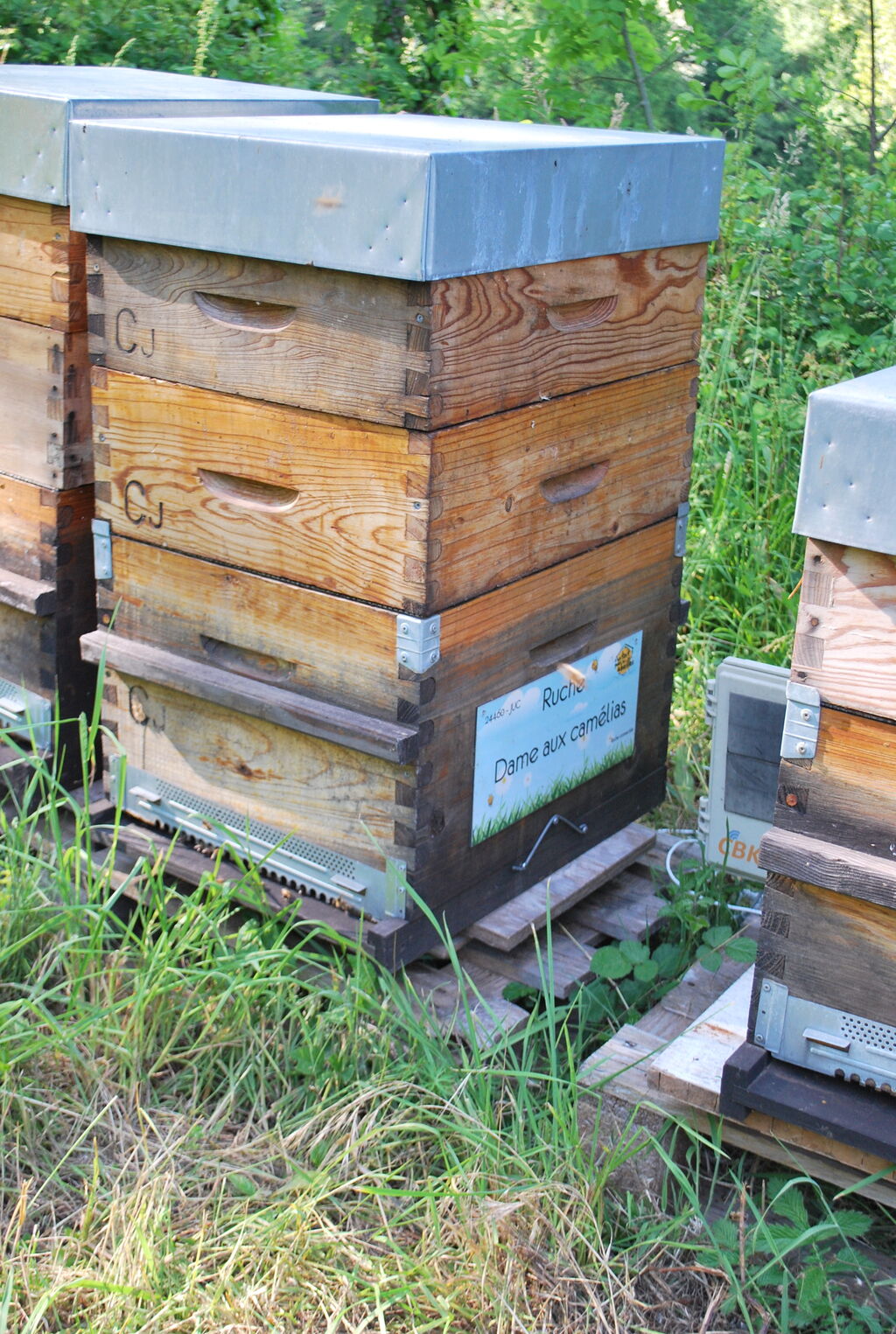 La ruche Dame aux camélias