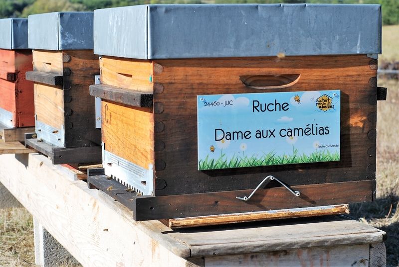 La ruche Dame aux camélias