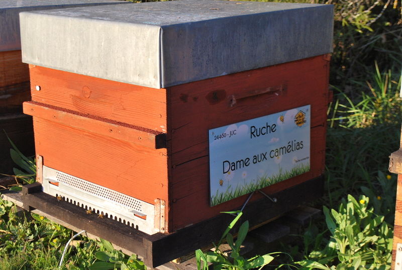 La ruche Dame aux camélias