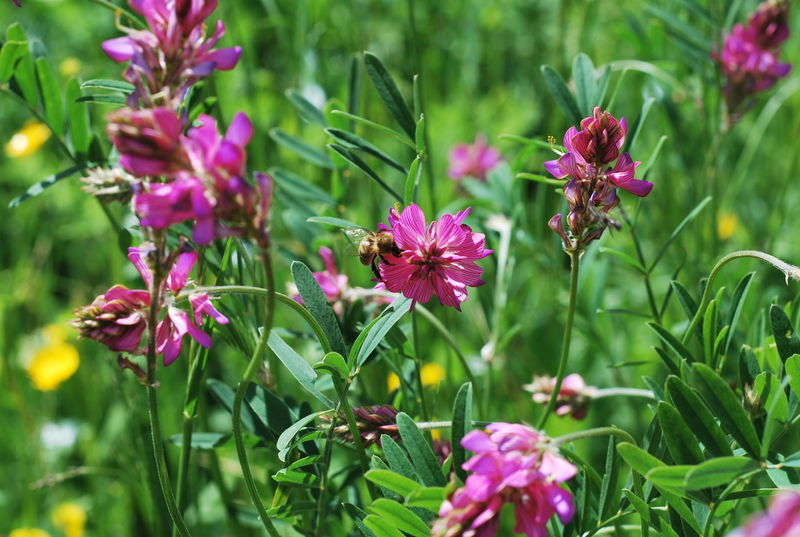 La ruche Dame aux camélias