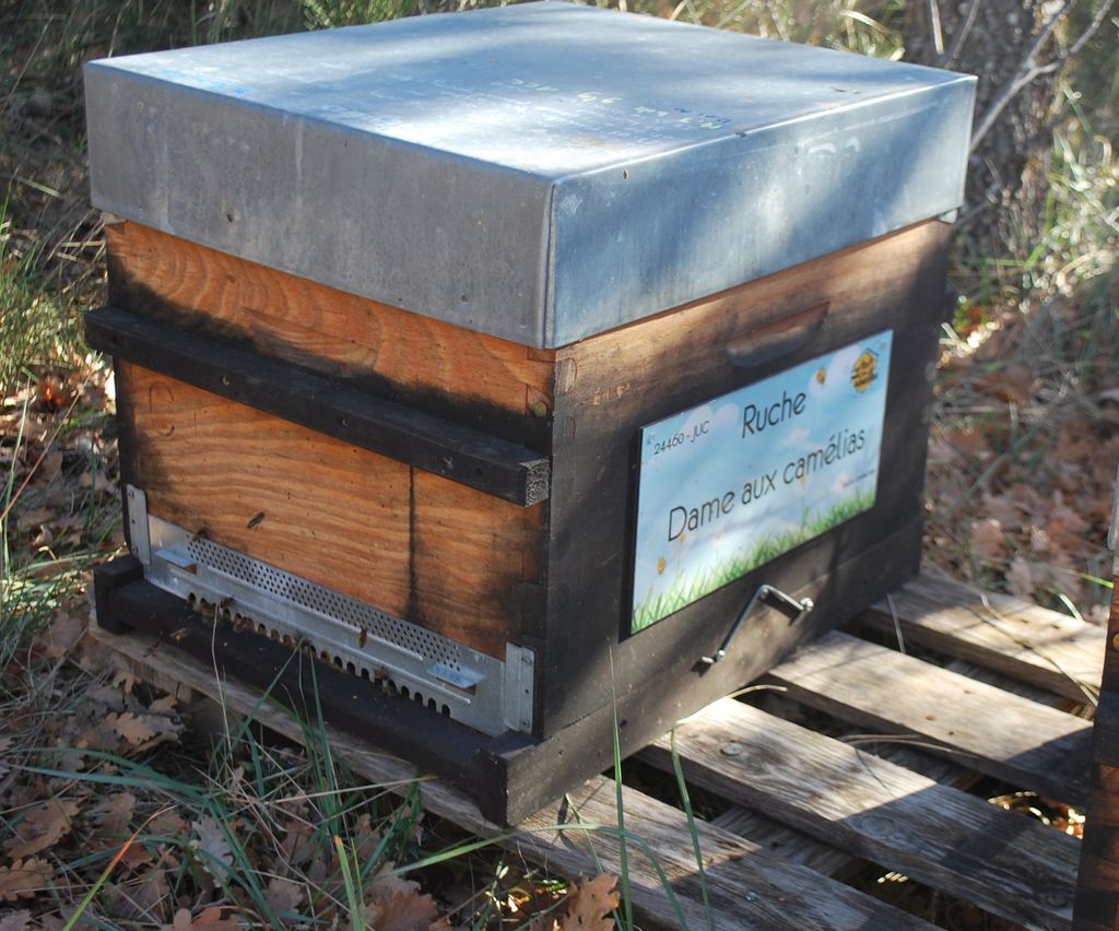 La ruche Dame aux camélias