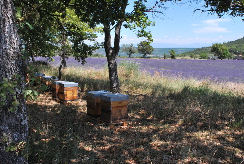 La ruche Dame aux camélias